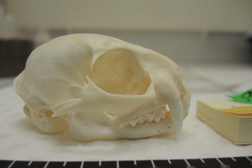 An Asian Wild Cat skull seized in the case against former University of Canberra student Brent Philip Counsell.