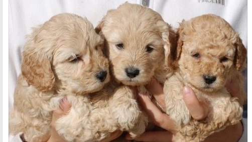 Three labradoodle puppies in a row, seen in an ad for puppies for sale on Facebook.