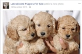 Three labradoodle puppies in a row, seen in an ad for puppies for sale on Facebook.