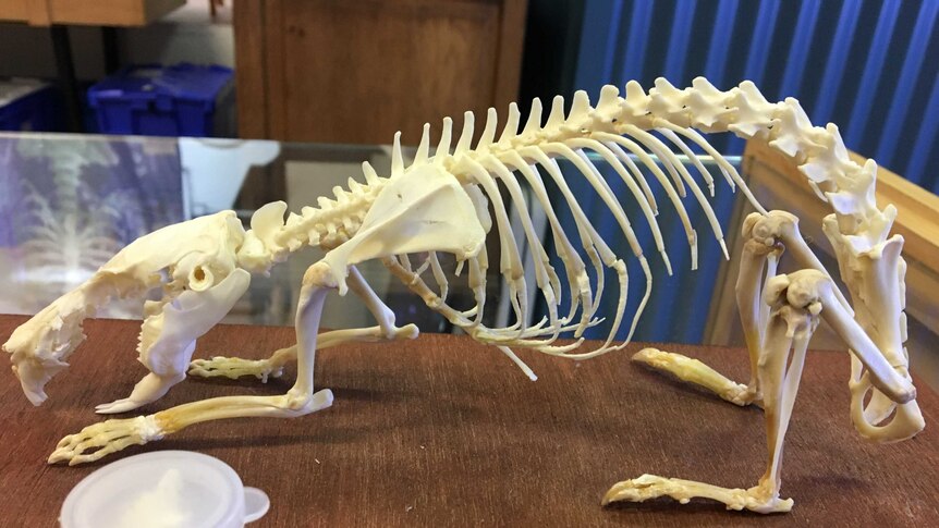 A guinea pig skeleton