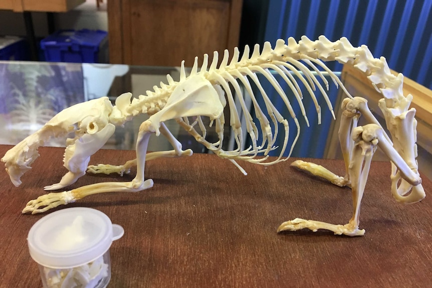 A guinea pig skeleton