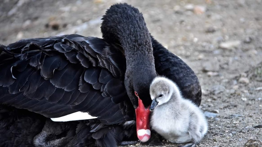halvø Kontoret Arv Black Swan Lake saved in 'inspiring' victory convincing Gold Coast Council  the worth of its conservation - ABC News