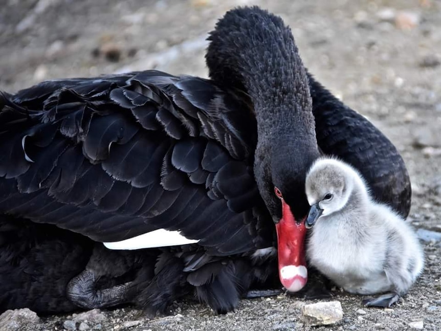 Black Swan Lake in 'inspiring' victory convincing Gold Coast Council the worth of conservation - ABC News