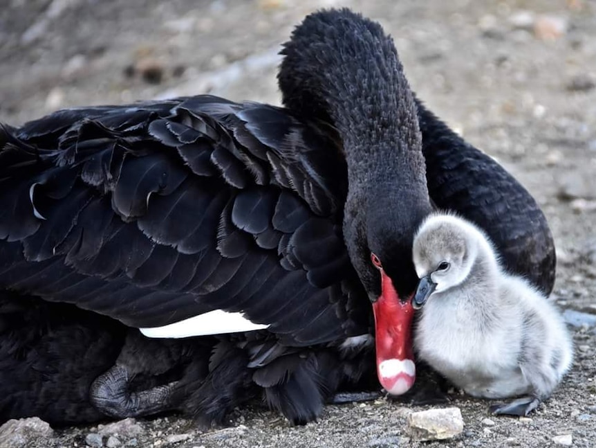 black swan with a cygnet