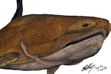 An artist's impression of an Entelognathus.