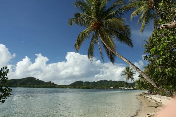 A tropical island with a palm tree in the foreground.