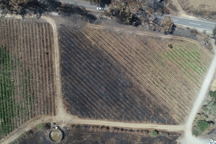An overhead view of blackened vineyards in the Adelaide Hills.