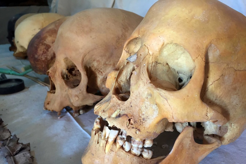 four human skulls on a table outside the newly discovered tomb.