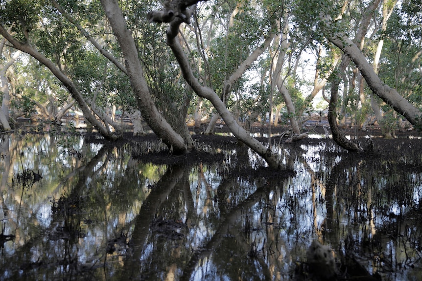 Mangrove trees and their reflection over a body of water. 