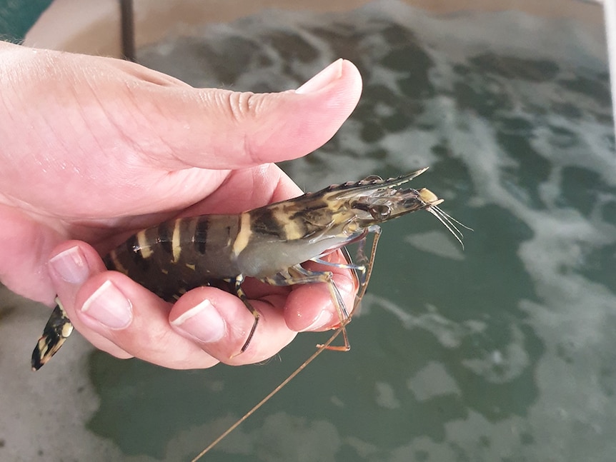 Researcher holds a tiger prawn.