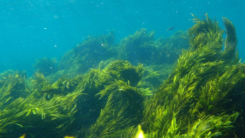 Restored seaweed