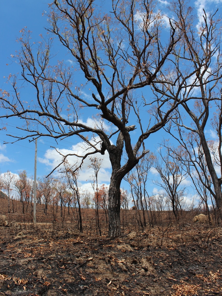 Burnt trees and grassland around Lighthouse Mountain-Mount Carbine area in northern Tablelands, west of Cairns.