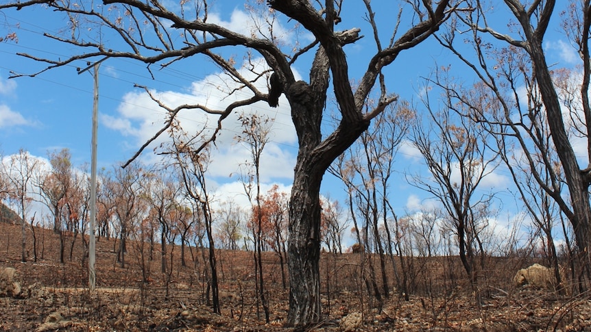 Burnt trees and grassland around Lighthouse Mountain-Mount Carbine area in northern Tablelands, west of Cairns.