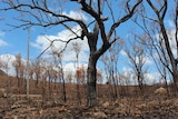 Burnt trees and grassland around Lighthouse Mountain-Mount Carbine area in northern Tablelands, west of Cairns.