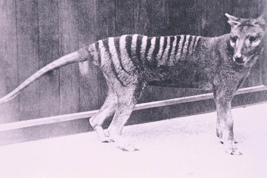 A Tasmanian tiger.