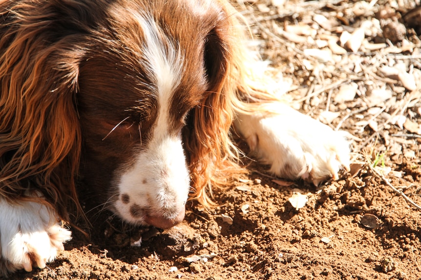 An English springer indicates the target with his noes. The truffle is the target. 