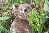 Koala in care at Koroit