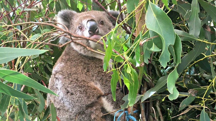 Koala in care at Koroit