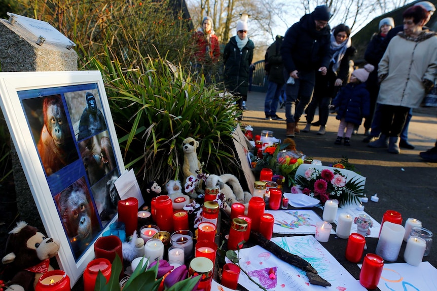 Photos of apes that died in the blaze are framed in front of a memorial with candles and toys.