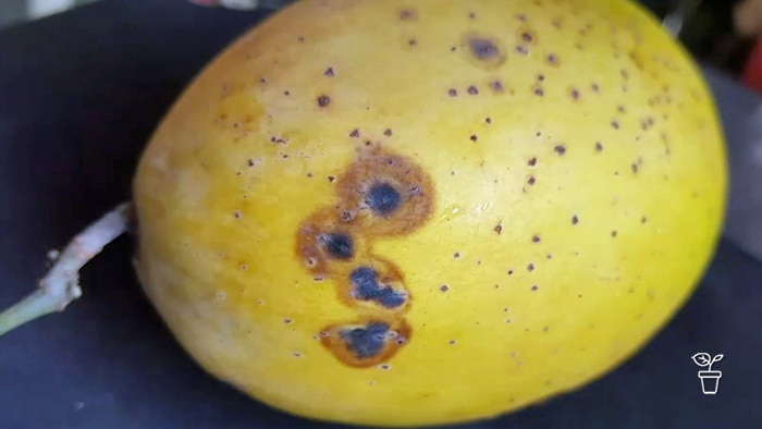 Mango fruit covered in dark brown spots