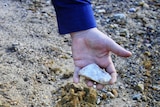 Male hand holds a rock at the gravel-surfaced Queenstown oval, Tasmania