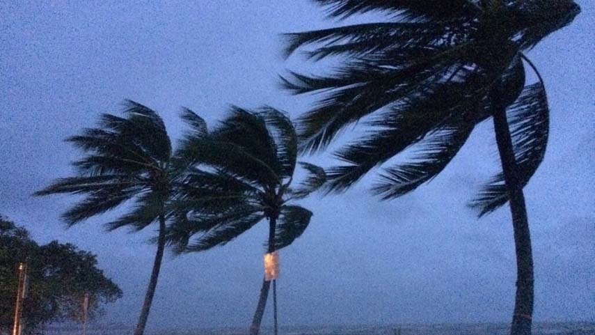 Trees blowing in cyclonic wind.