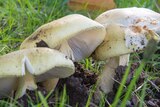 Wild Mushroom Death Cap