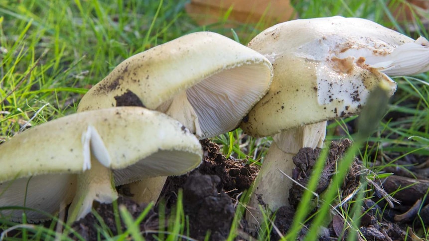 Wild Mushroom Death Cap