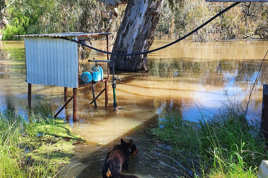 Pump surrounded by water along Lachlan River