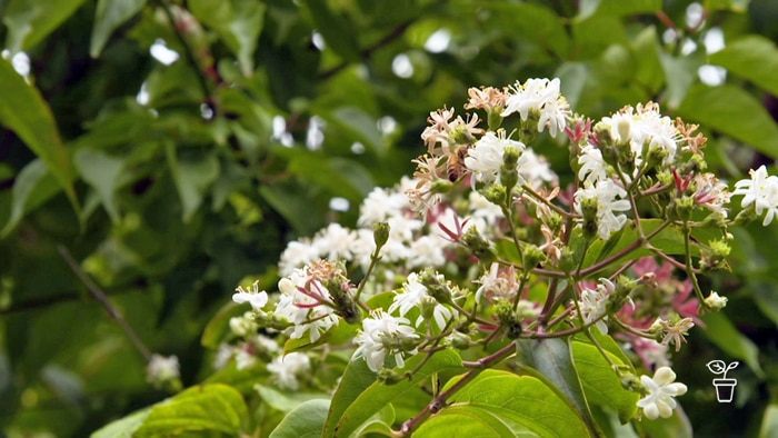 Tree with white clustered flowers growing on it.