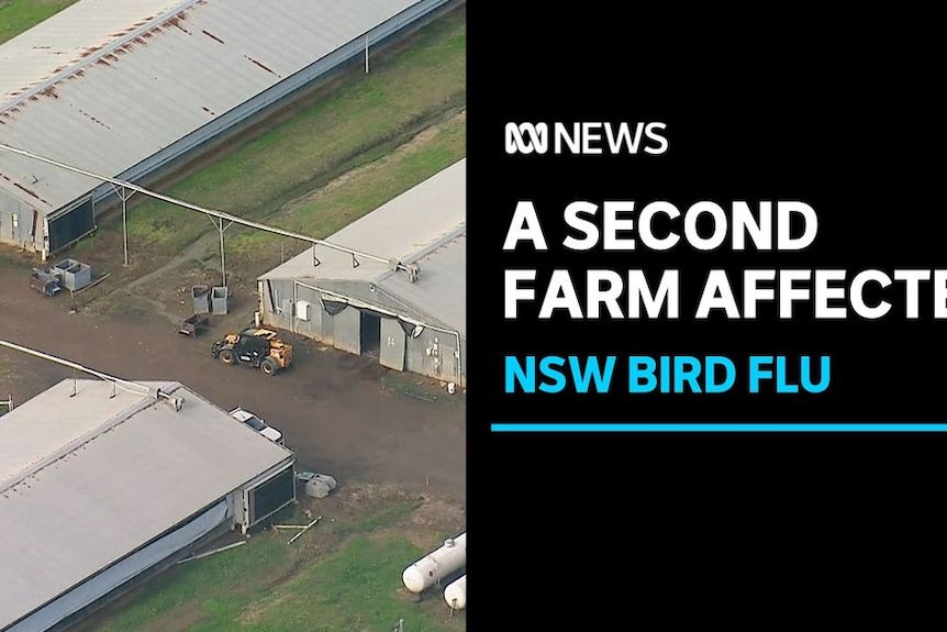 A Second Farm Affected, NSW Bird Flu: Aerial shot of a farm with large long sheds.