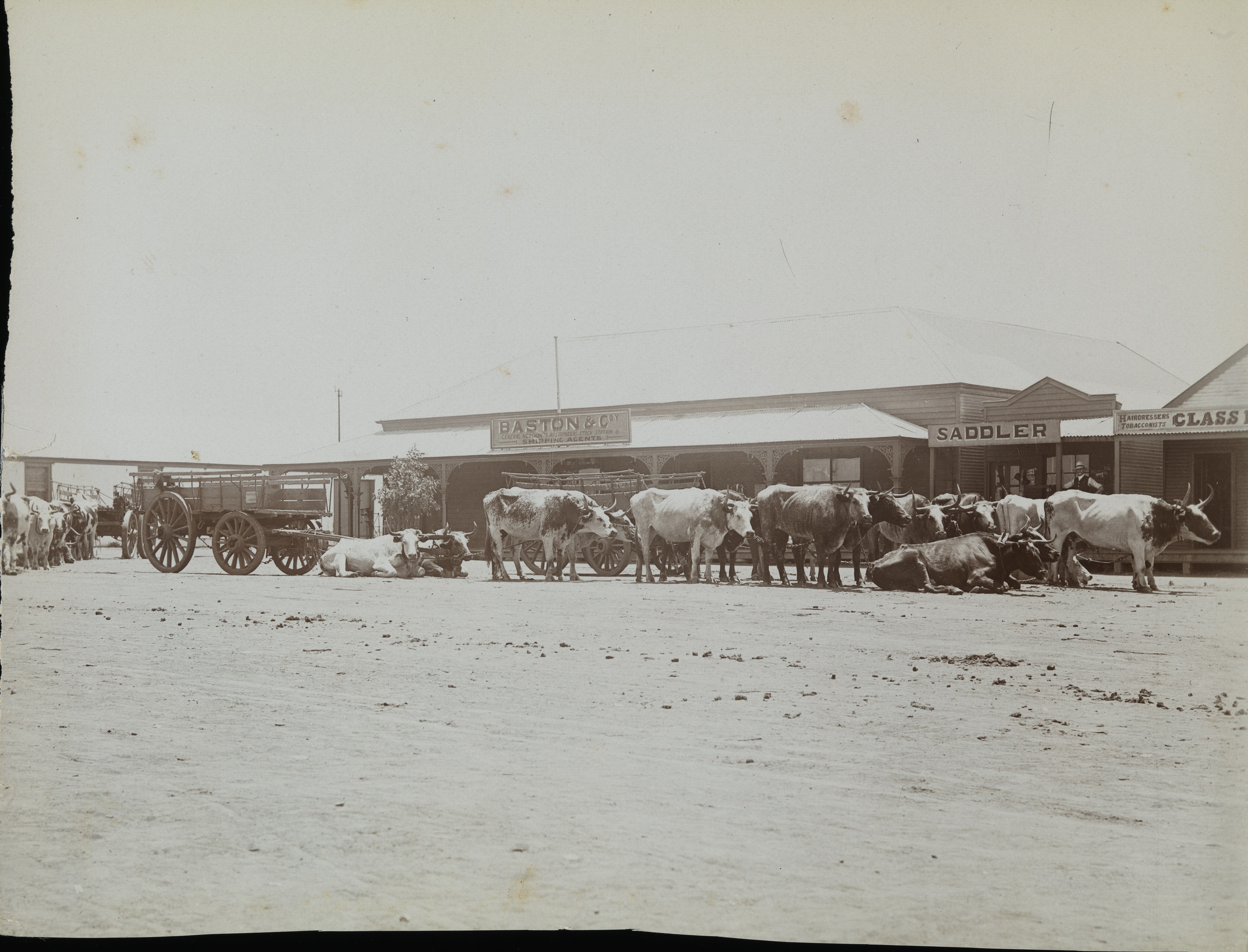 A black and white picture of bullocks and a cart outside a building with a sign saying Baston & CO.