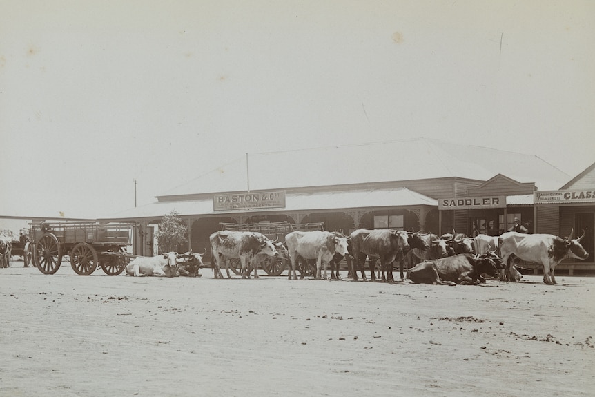 A black and white picture of bullocks and a cart outside a building with a sign saying Baston & CO.