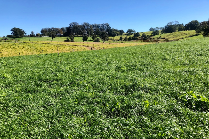 Lush green pasture, with lighter coloured grass in the background.