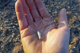 A close-up of a medicine-like capsule filled with fungus "seeds"