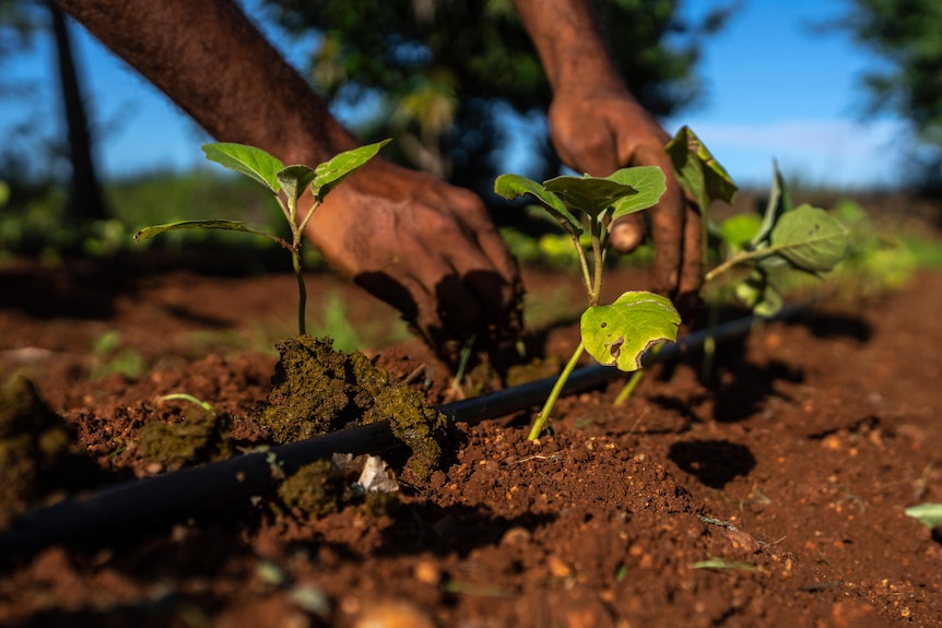 a close up of a man's hands and small seedlings as he puts cow dung on the soil