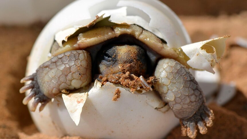 Close up of a desert tortoise hatching from egg
