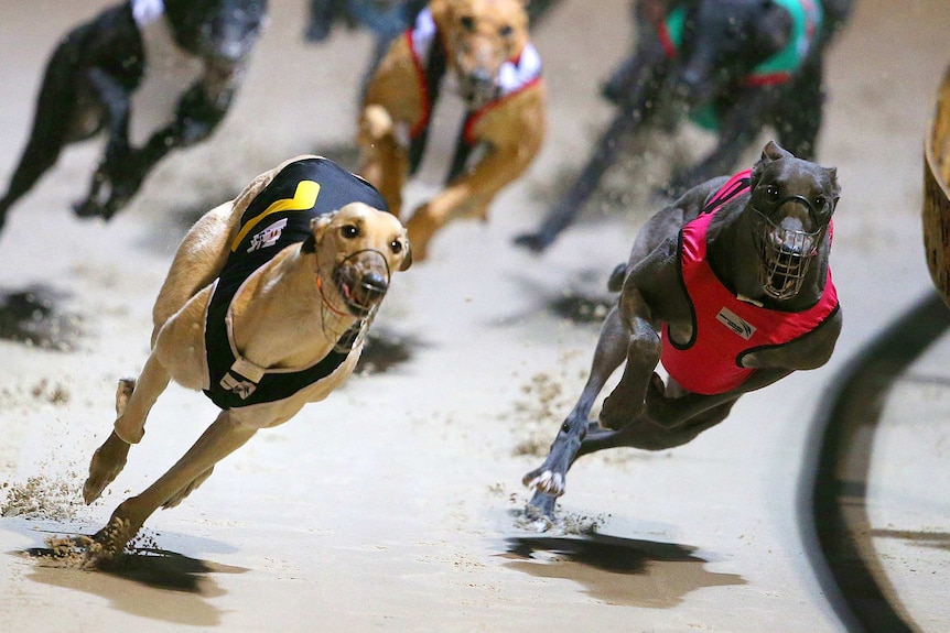 Greyhounds charging along a track during a race.