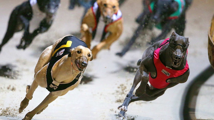 Dogs race at speed.