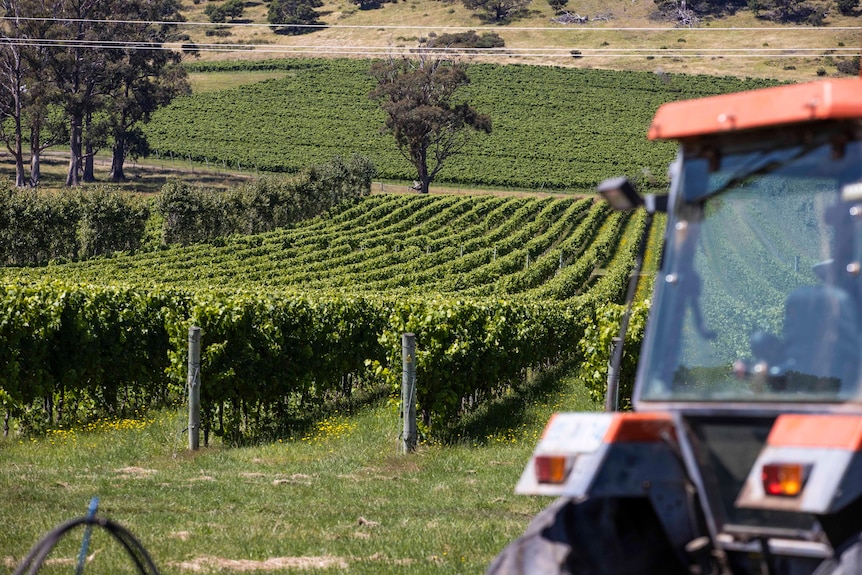 Tractor sits in a vineyard with rows of grape vines in the background