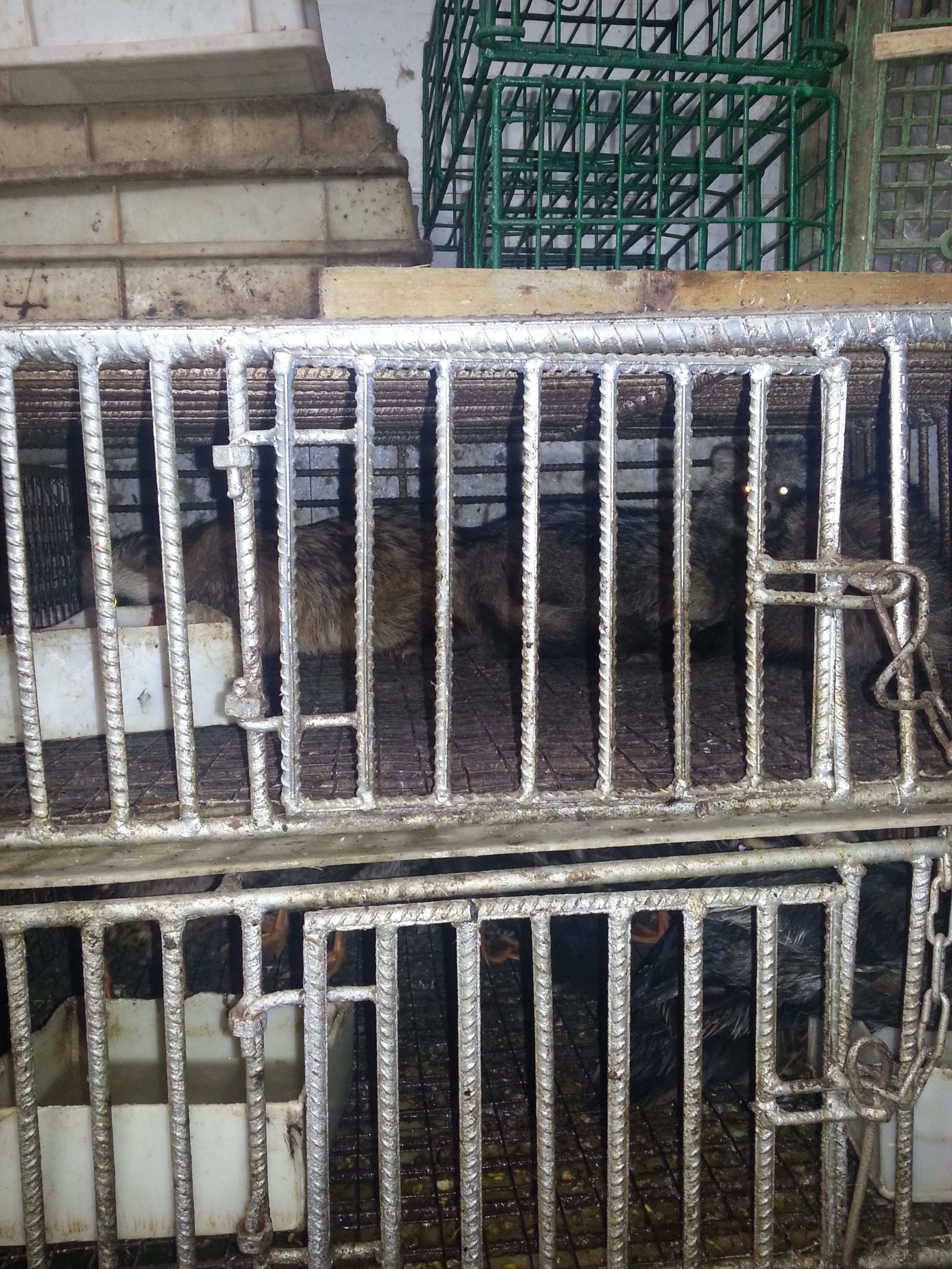Caged racoon dogs for sale in Wuhan market