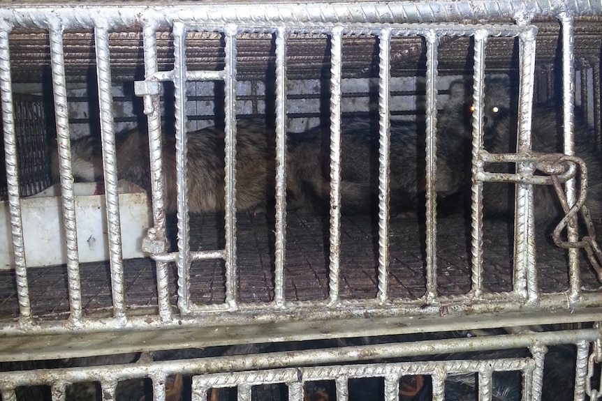 Caged racoon dogs for sale in Wuhan market
