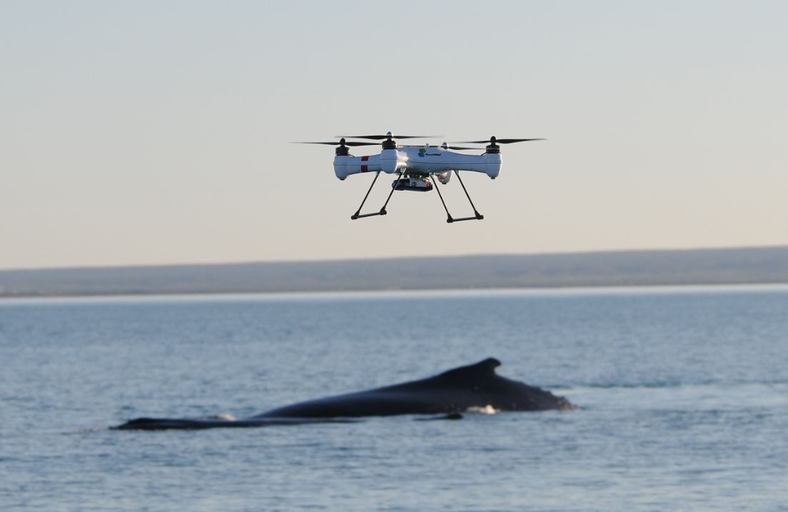 Whale migration along WA coast prompts reminder for drone users - ABC News