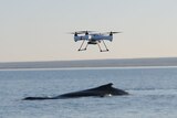 A drone circles above a whale.