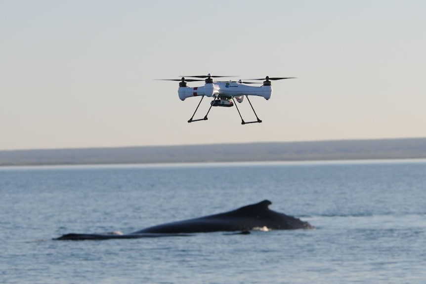 A drone circles above a whale in the Exmouth Gulf.