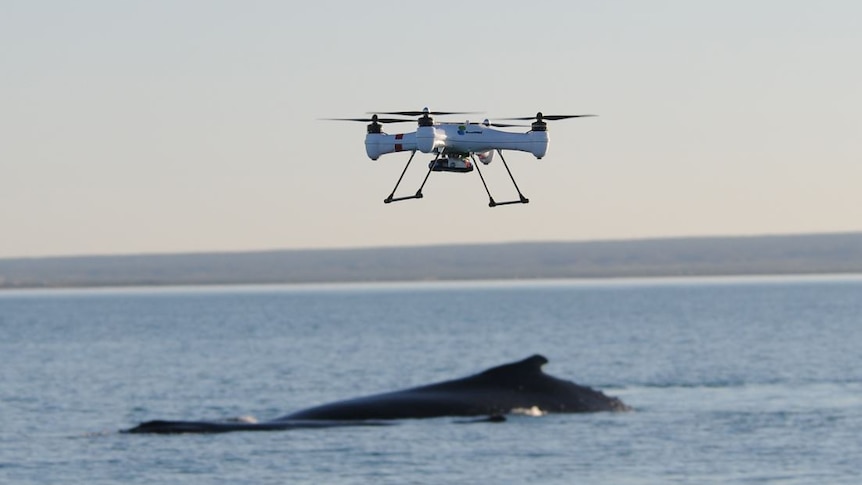 A drone circles above a whale in the Exmouth Gulf.