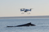 A drone circles above a whale.