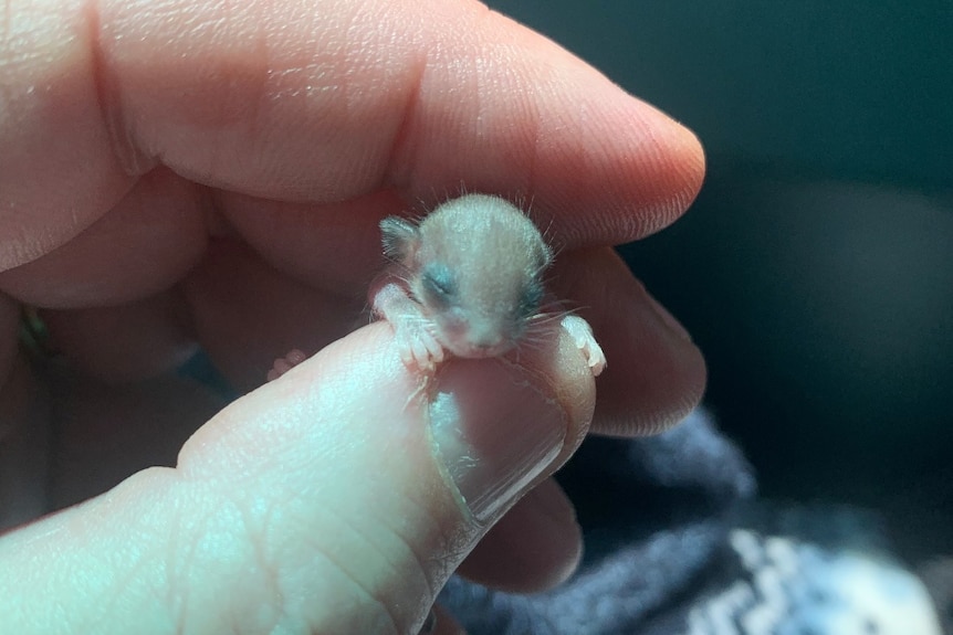 A small dwarf opossum between the thumb and forefinger