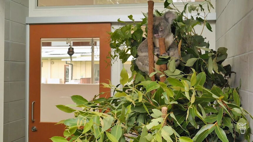 A koala in tree banches in a zoo hospital room.
