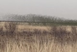 Thousands of budgies flying together